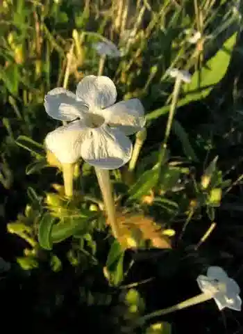 نبات البَارْليريا acanthoides في بيئته الطبيعية