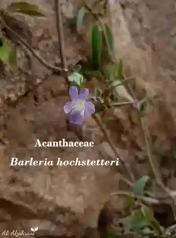 نبات البَارْليريا hochstetteri في بيئته الطبيعية
