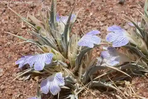 نبات الجَفن attenuata في بيئته الطبيعية