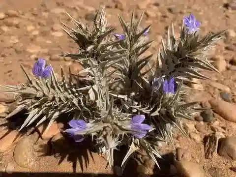 نبات الجَفن edulis في بيئته الطبيعية