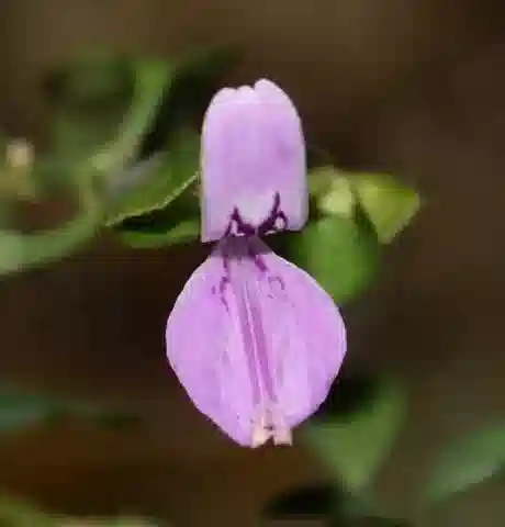 نبات الدّيكلِبتيرا aegyptiaca في بيئته الطبيعية