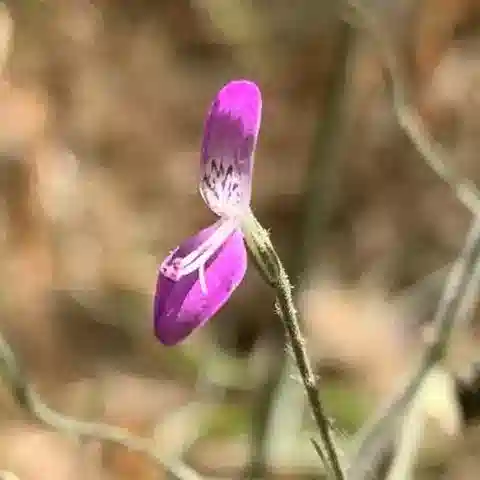 نبات الدّيكلِبتيرا paniculata في بيئته الطبيعية