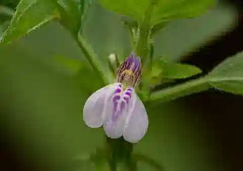 نبات الجُوستيسيا heterocarpa subsp. heterocarpa في بيئته الطبيعية