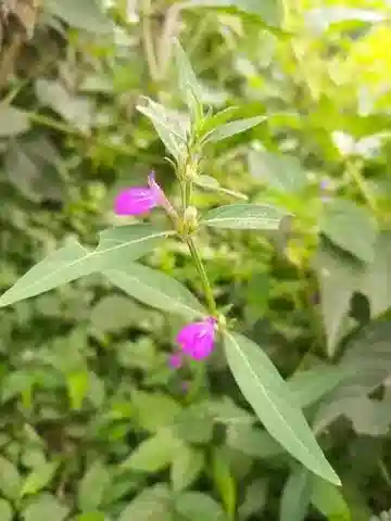 نبات الجُوستيسيا ladanoides في بيئته الطبيعية