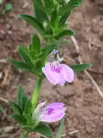نبات الميوسبيرما debile في بيئته الطبيعية