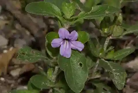 نبات الرُويليا patula في بيئته الطبيعية