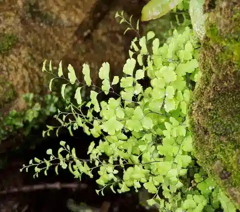 نبات كزبرة البئر في بيئته الطبيعية