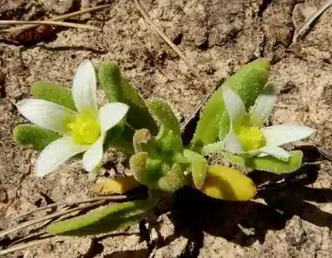 نبات الأيزوأنثيموبسيس hispanica في بيئته الطبيعية