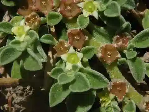 نبات الأيزون canariense في بيئته الطبيعية