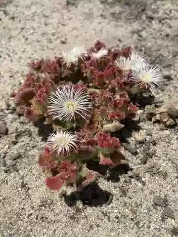 نبات نبات الثلج crystallinum في بيئته الطبيعية