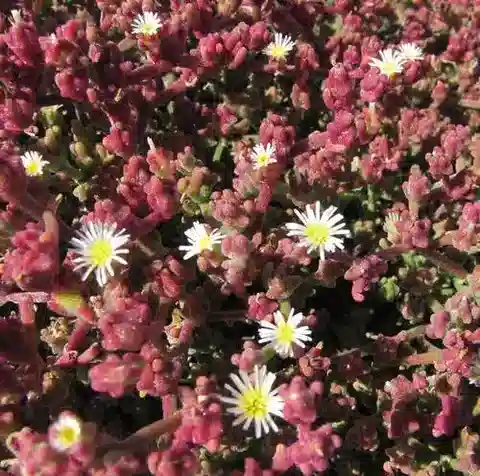 نبات نبات الثلج nodiflorum في بيئته الطبيعية