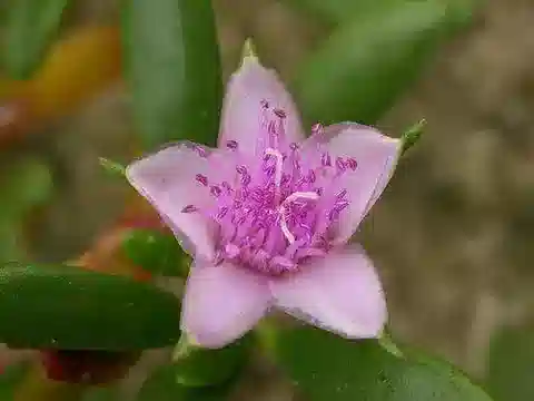 نبات السيسوفيوم portulacastrum subsp. portulacastrum في بيئته الطبيعية