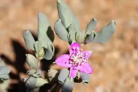 نبات السيسوفيوم sesuvioides في بيئته الطبيعية