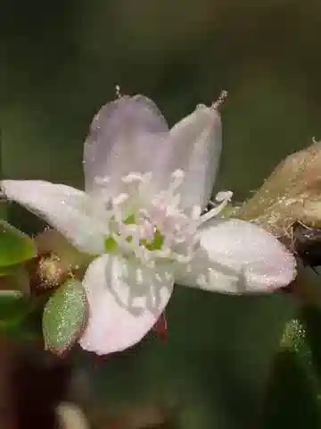 نبات التريانثيما crystallinum في بيئته الطبيعية