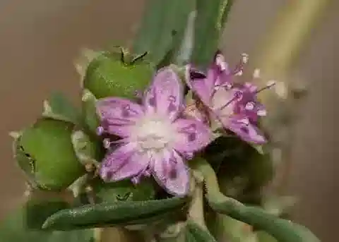 نبات الزاليا decandra في بيئته الطبيعية