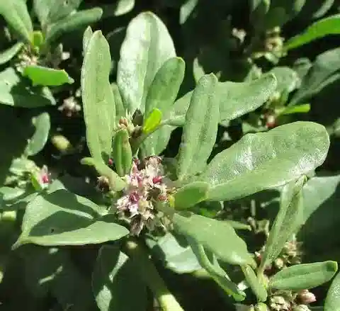 نبات الزاليا pentandra في بيئته الطبيعية