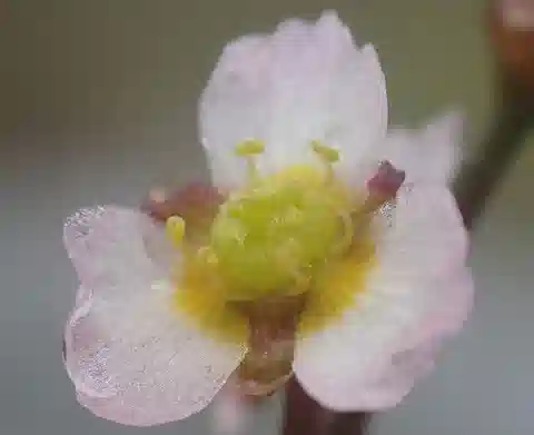 نبات لسان الماء النجيلي في بيئته الطبيعية