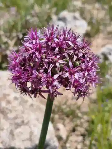 نبات ثوم آشرسون في بيئته الطبيعية