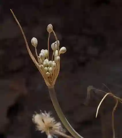 نبات ثوم ديكين في بيئته الطبيعية