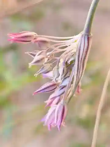 نبات ثوم الصحراء في بيئته الطبيعية