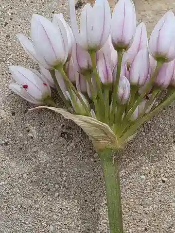 نبات الثوم الطويل في بيئته الطبيعية