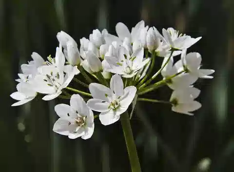نبات الثوم النابولي في بيئته الطبيعية