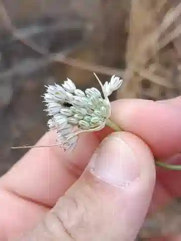 نبات الثوم الشاحب في بيئته الطبيعية