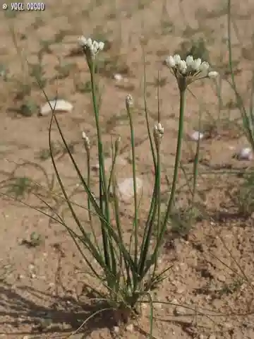 نبات الثوم الحليمي في بيئته الطبيعية