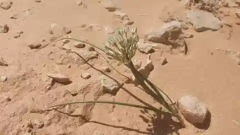 نبات ثوم سيناء في بيئته الطبيعية