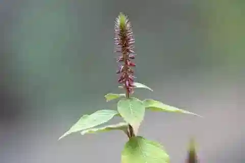 نبات الأشيرنثس aspera var. pubescens في بيئته الطبيعية