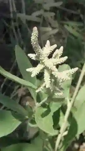 نبات الأيرفا javanica var. javanica في بيئته الطبيعية