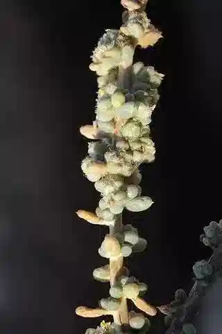 نبات الأجاثوفورا alopecuroides var. alopecuroides في بيئته الطبيعية