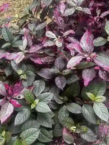 نبات الألترنانثيرا bettzickiana في بيئته الطبيعية