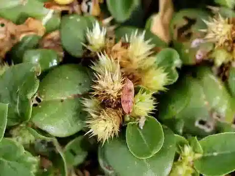 نبات الألترنانثيرا pungens في بيئته الطبيعية