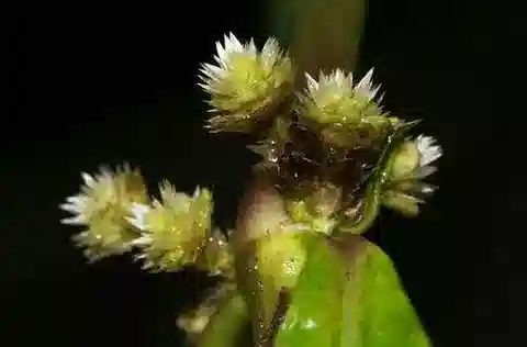نبات الألترنانثيرا sessilis في بيئته الطبيعية