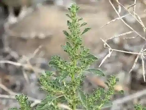 نبات القطيفة البرية albus في بيئته الطبيعية