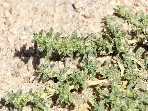 نبات القطيفة البرية blitoides var. blitoides في بيئته الطبيعية