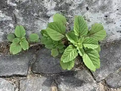 نبات القطيفة البرية blitum subsp. oleraceus في بيئته الطبيعية