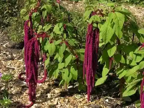 نبات القطيفة البرية caudatus في بيئته الطبيعية