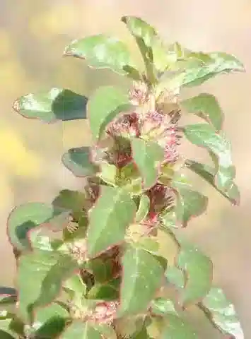 نبات القطيفة البرية graecizans subsp. silvestris في بيئته الطبيعية