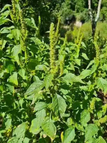 نبات القطيفة البرية hybridus subsp. hybridus في بيئته الطبيعية