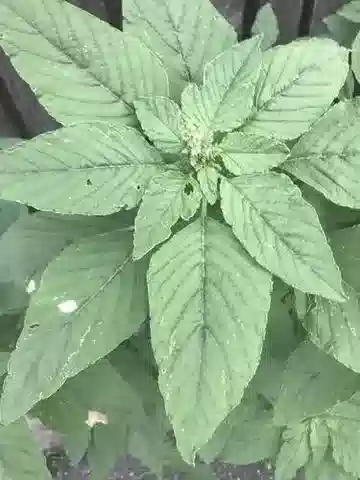 نبات القطيفة البرية palmeri في بيئته الطبيعية