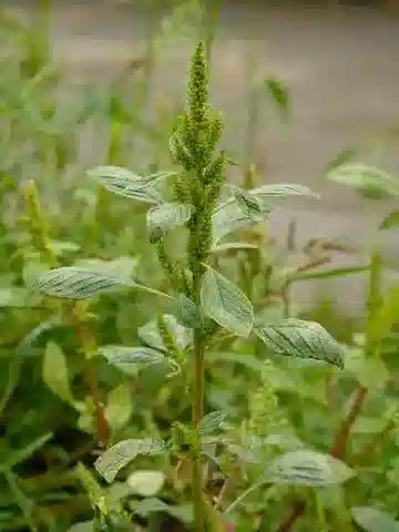 نبات القطيفة البرية retroflexus في بيئته الطبيعية