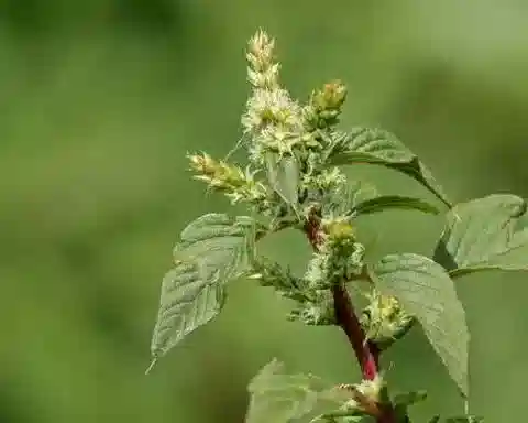 نبات القطيفة البرية spinosus في بيئته الطبيعية