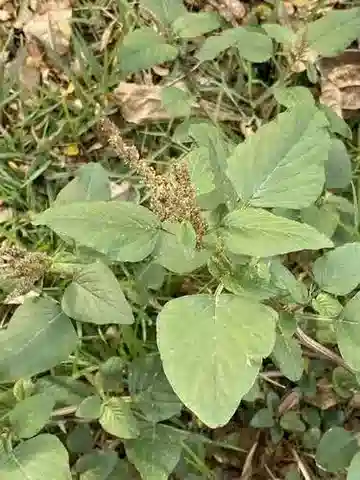 نبات القطيفة البرية viridis في بيئته الطبيعية