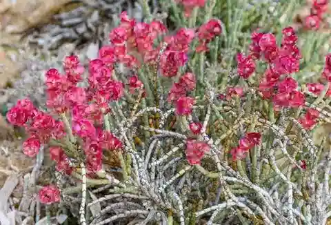 نبات الأناباسيس articulata في بيئته الطبيعية