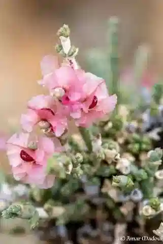 نبات الأناباسيس oropediorum في بيئته الطبيعية