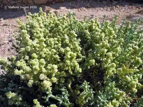 نبات الأناباسيس setifera في بيئته الطبيعية