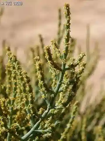 نبات الأناباسيس syriaca subsp. syriaca في بيئته الطبيعية
