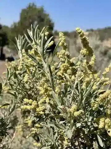 نبات القطف canescens في بيئته الطبيعية